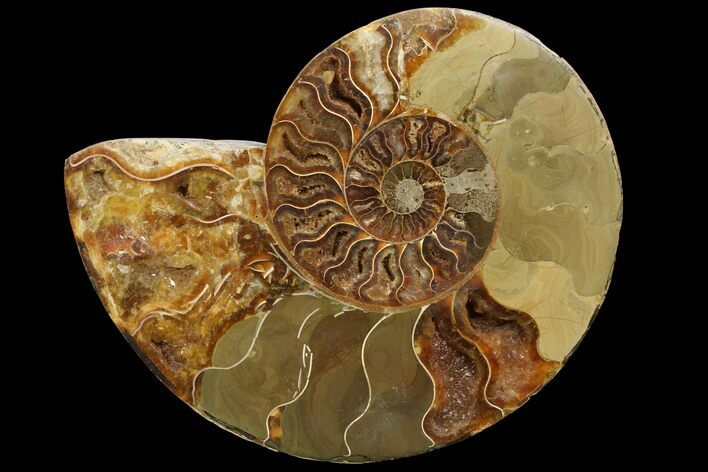 Agatized Ammonite Fossil (Half) - Crystal Chambers #111542